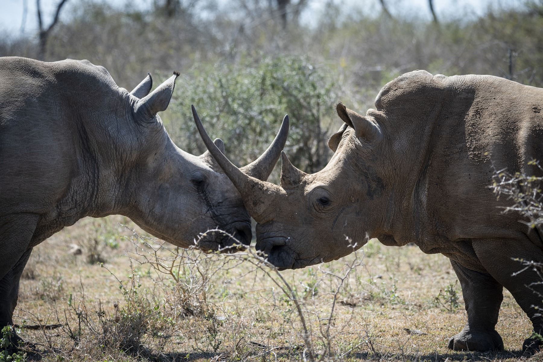 Two white rhinos touching horns