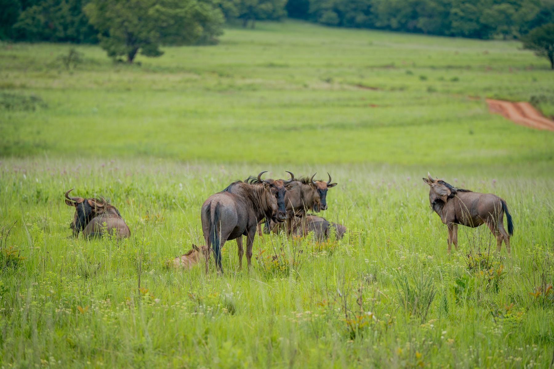 Wildebeest grazing in green grassland